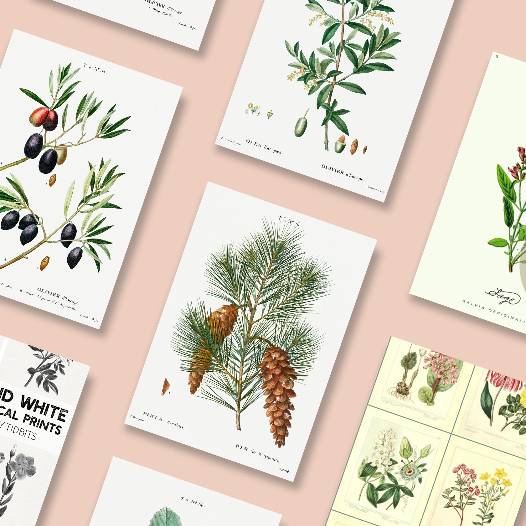 Free Botanical Art Prints for Your Home