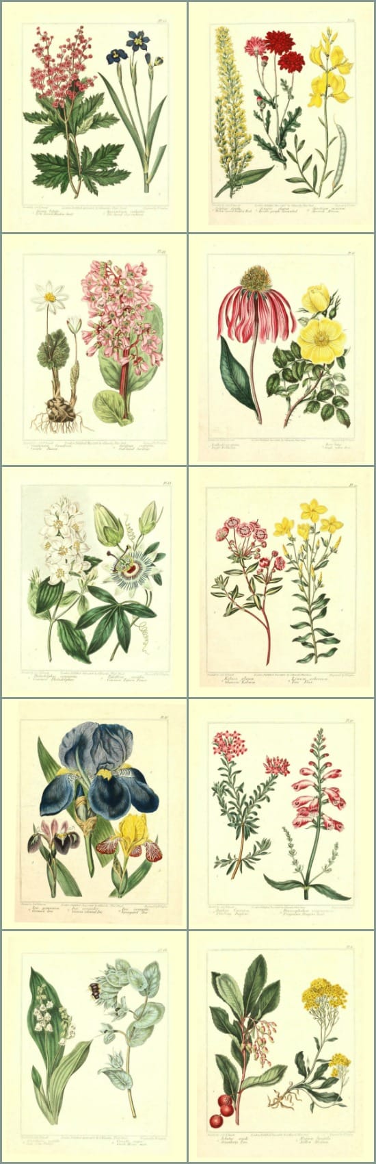 Set of 8 colored botanical prints