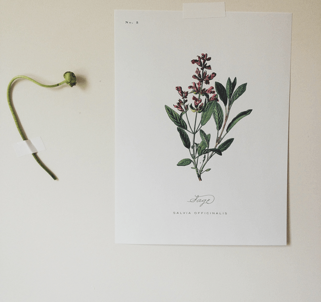 hand painted botanical print of sage