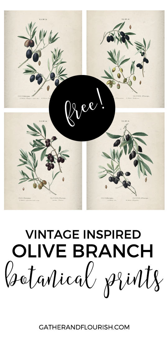 Set of 4 botanical prints of olive branches