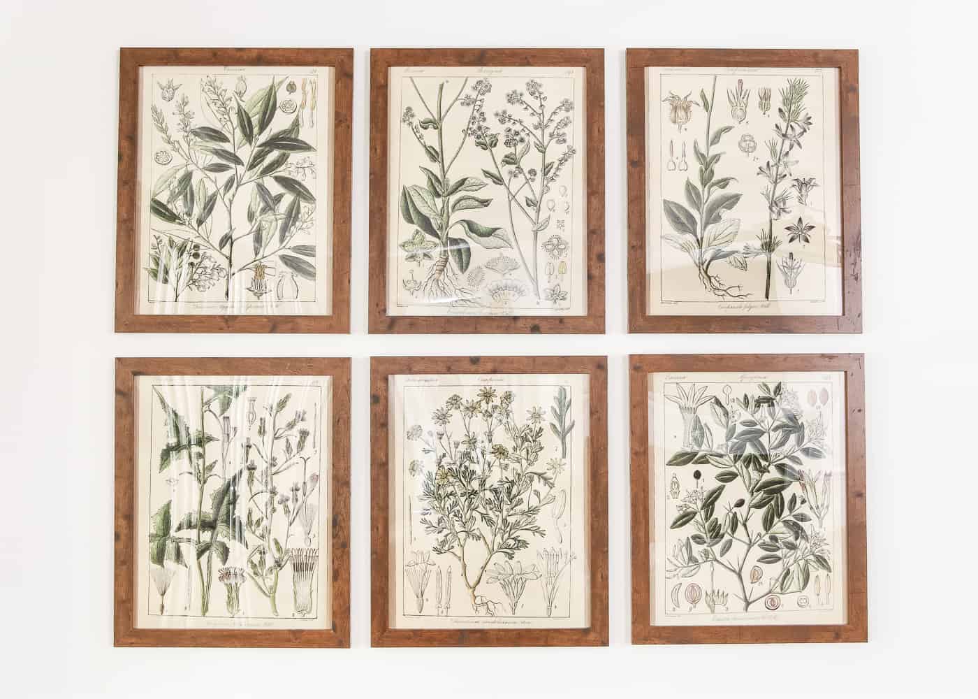 Set of 6 pictures hanging on a wall. Each one is a different hand painted plant