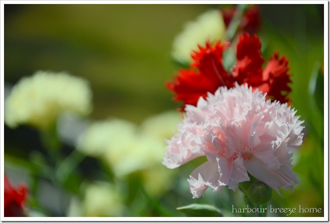 pink & red carnations