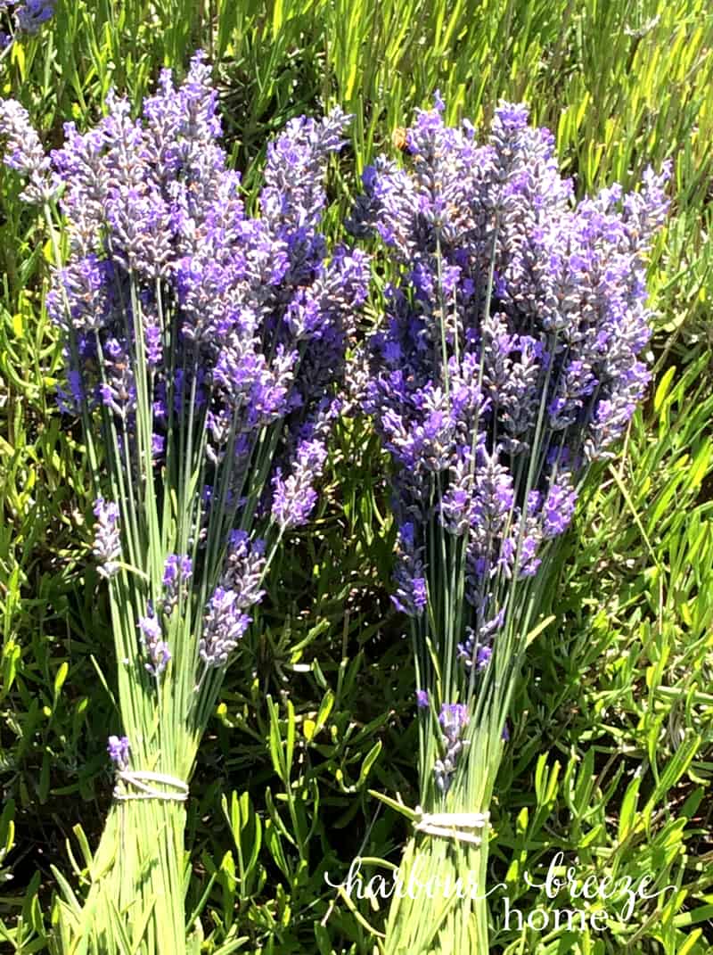 Lavender Bundles