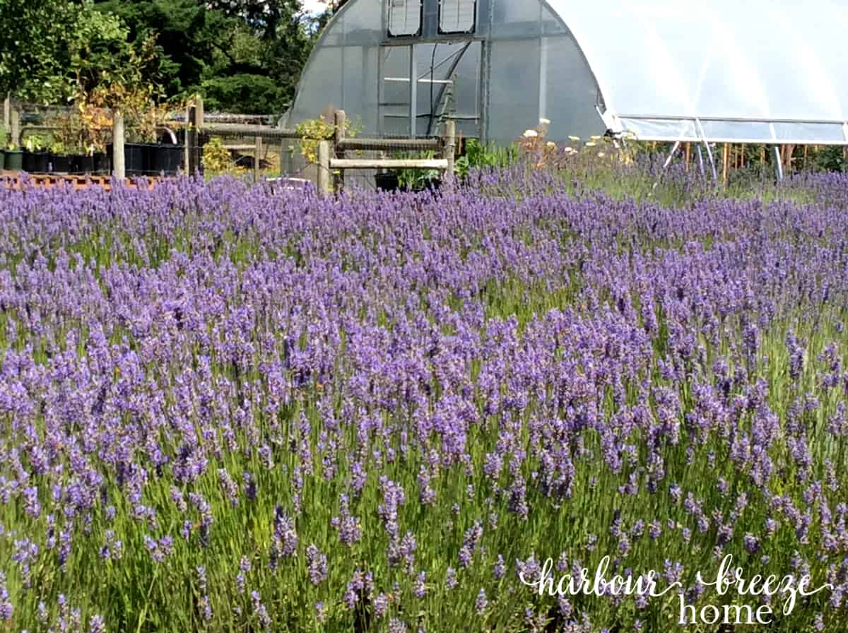 Field of Lavendar