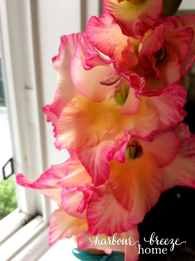 Summer Gladiola