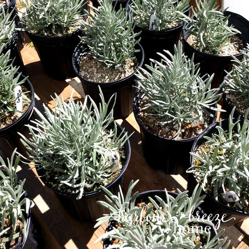 lavender plants