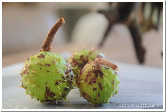 horse chestnut
