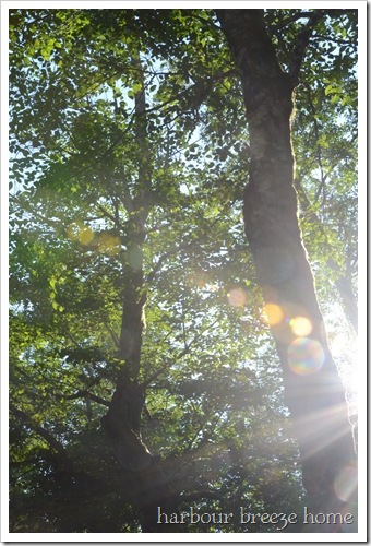 sun