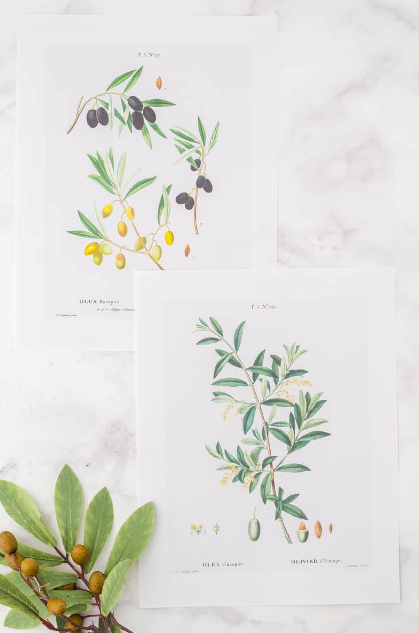 2 botanical wall art prints of olive branches
