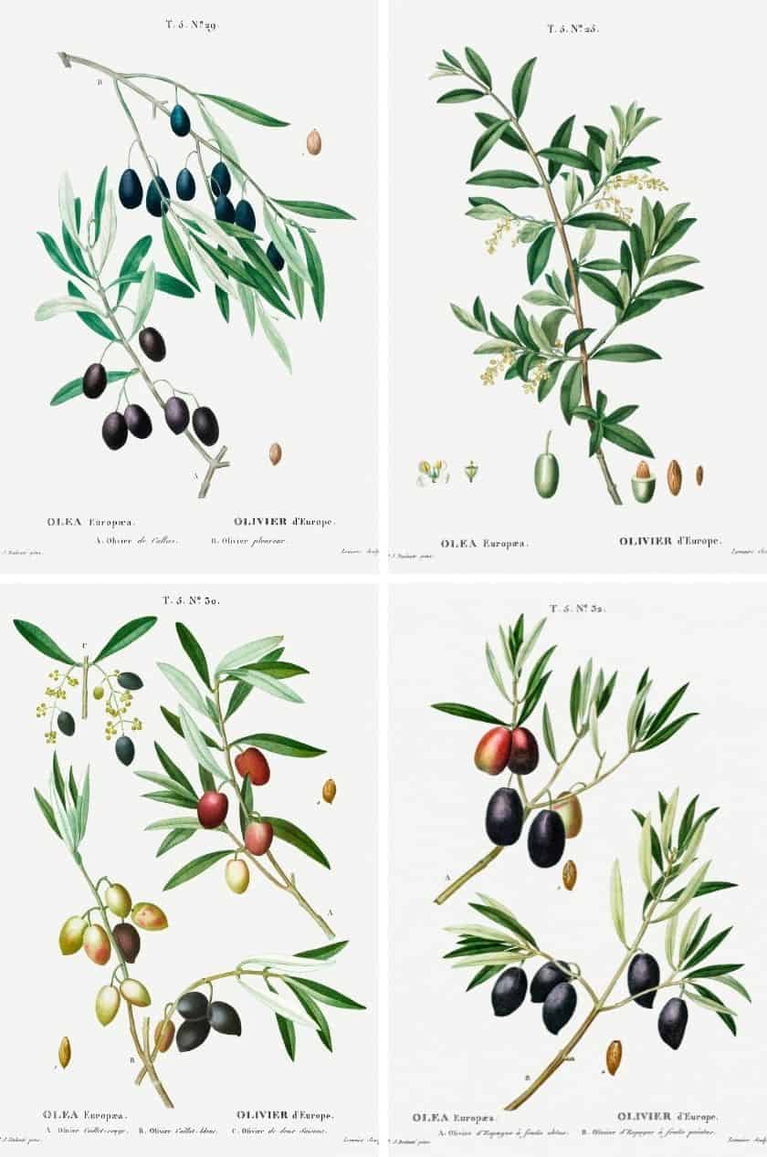 4 botanical art prints of olive branches