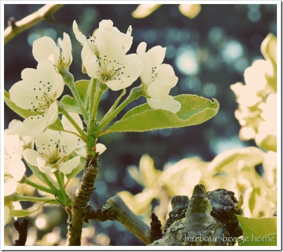 seventies blossoms cropped