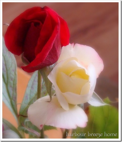 roses cropped and soft