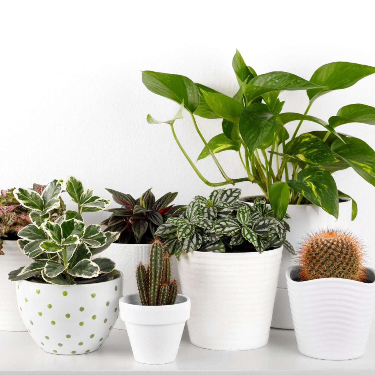 Simple Indoor Plants Anyone Can Successfully Grow