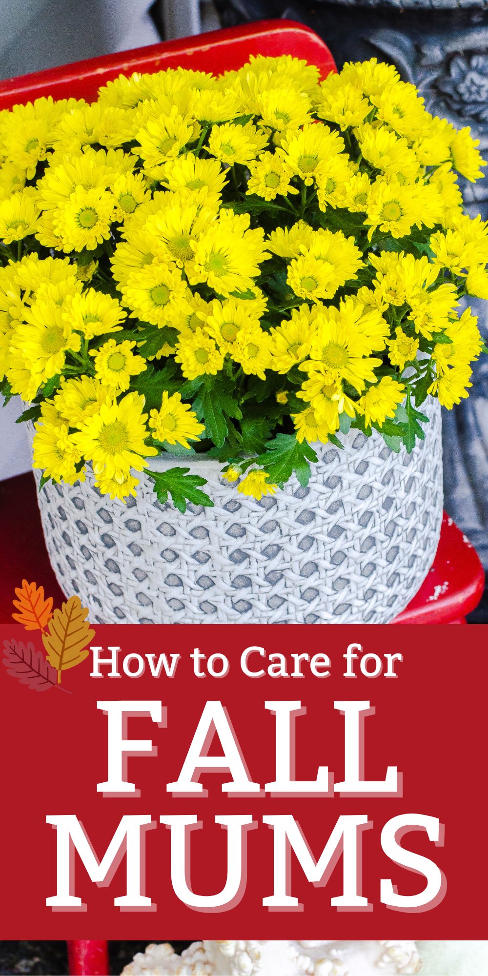 Tips for Caring for Fall Potted Mums