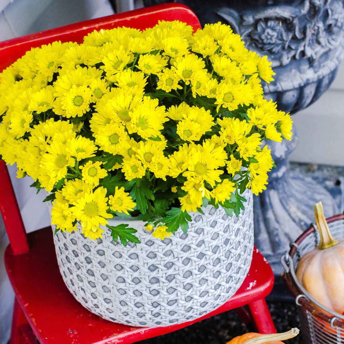 Nurturing Autumn Potted Mums