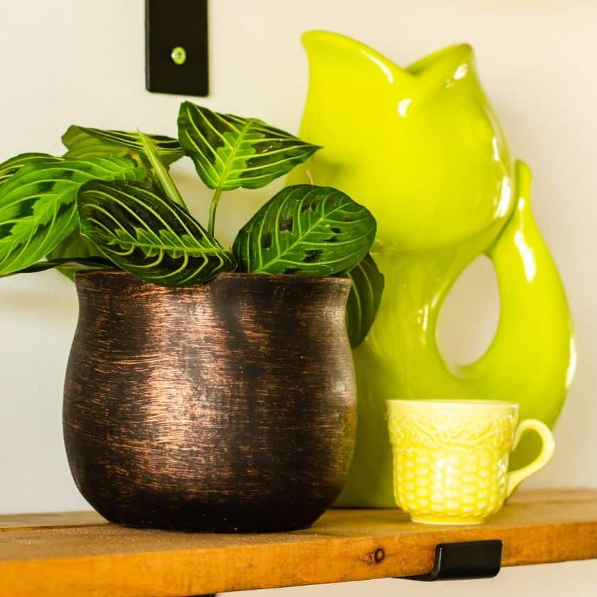 Decorating Farmhouse Shelves with Easy Care Houseplants