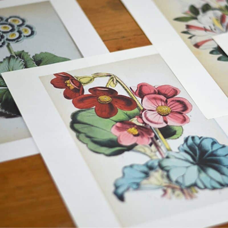 Six Free Printable Botanical Flower Art Set