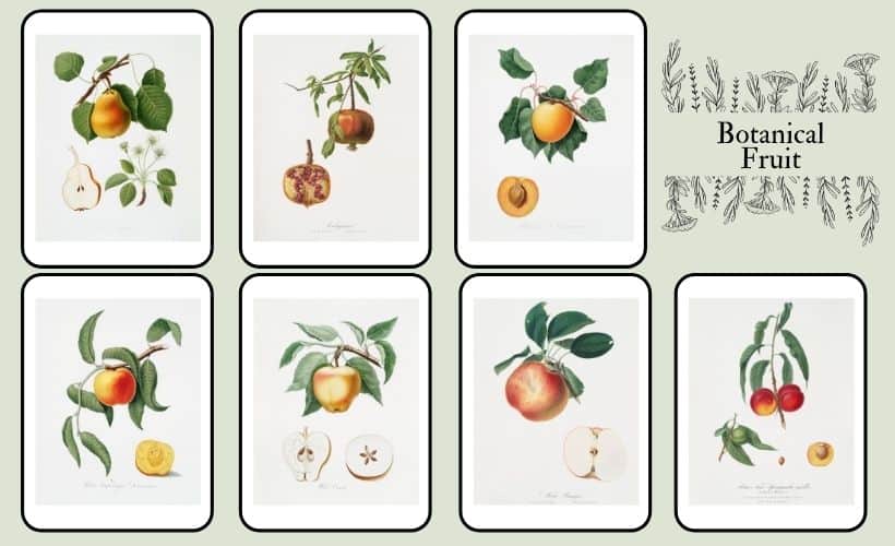 Free Wall Art Printables (Botanical Fruit Prints)