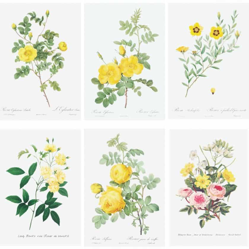 Spring Living Space Featuring Free Yellow Rose Art