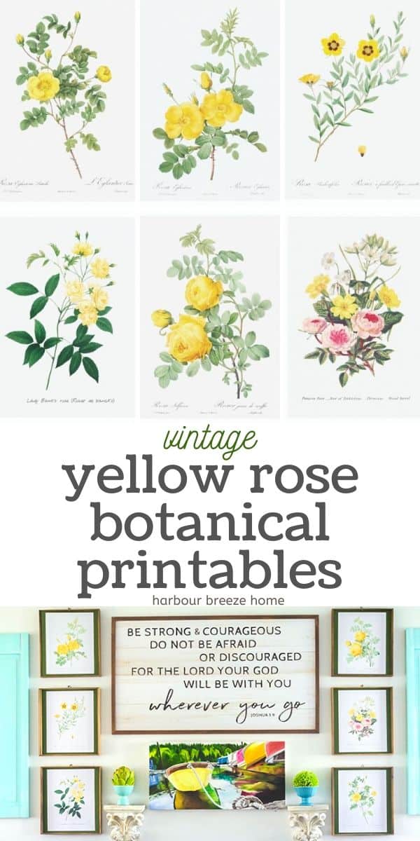 a collage of printable vintage art - yellow roses - with the text "Vintage Yellow Rose Botanical Printables" on it