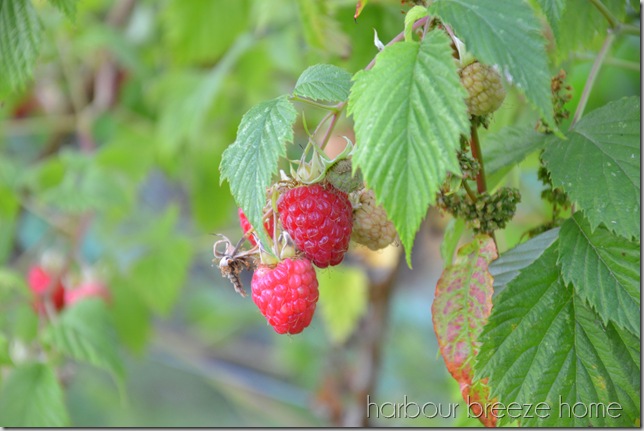 raspberries