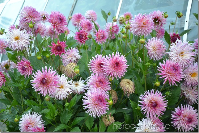 dahlias