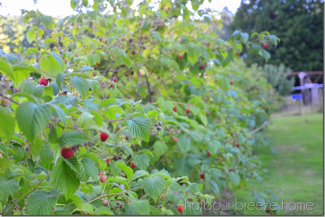 row of raspberries