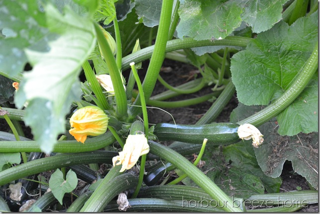 zucchini plant
