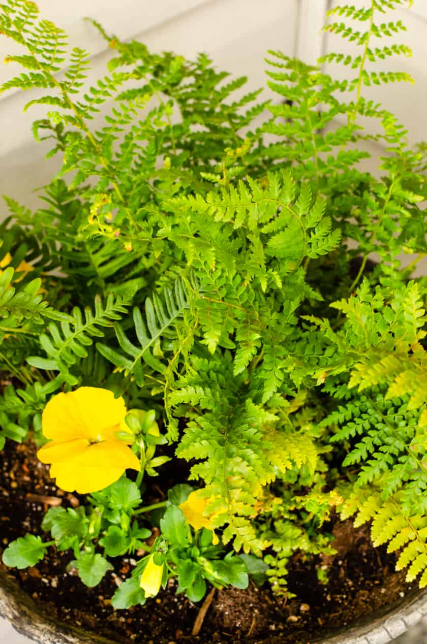 Front Porch Ideas Perfect for Spring