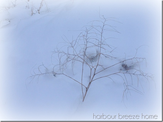 snow branch