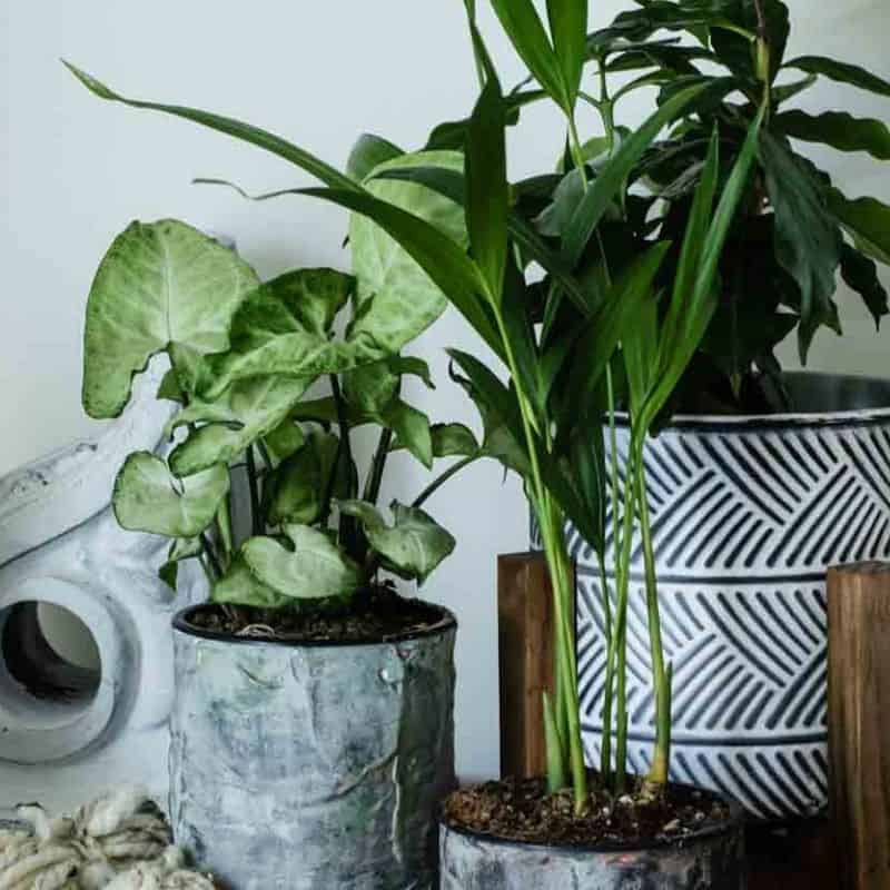 Creative Tin Can Planters for Your Home