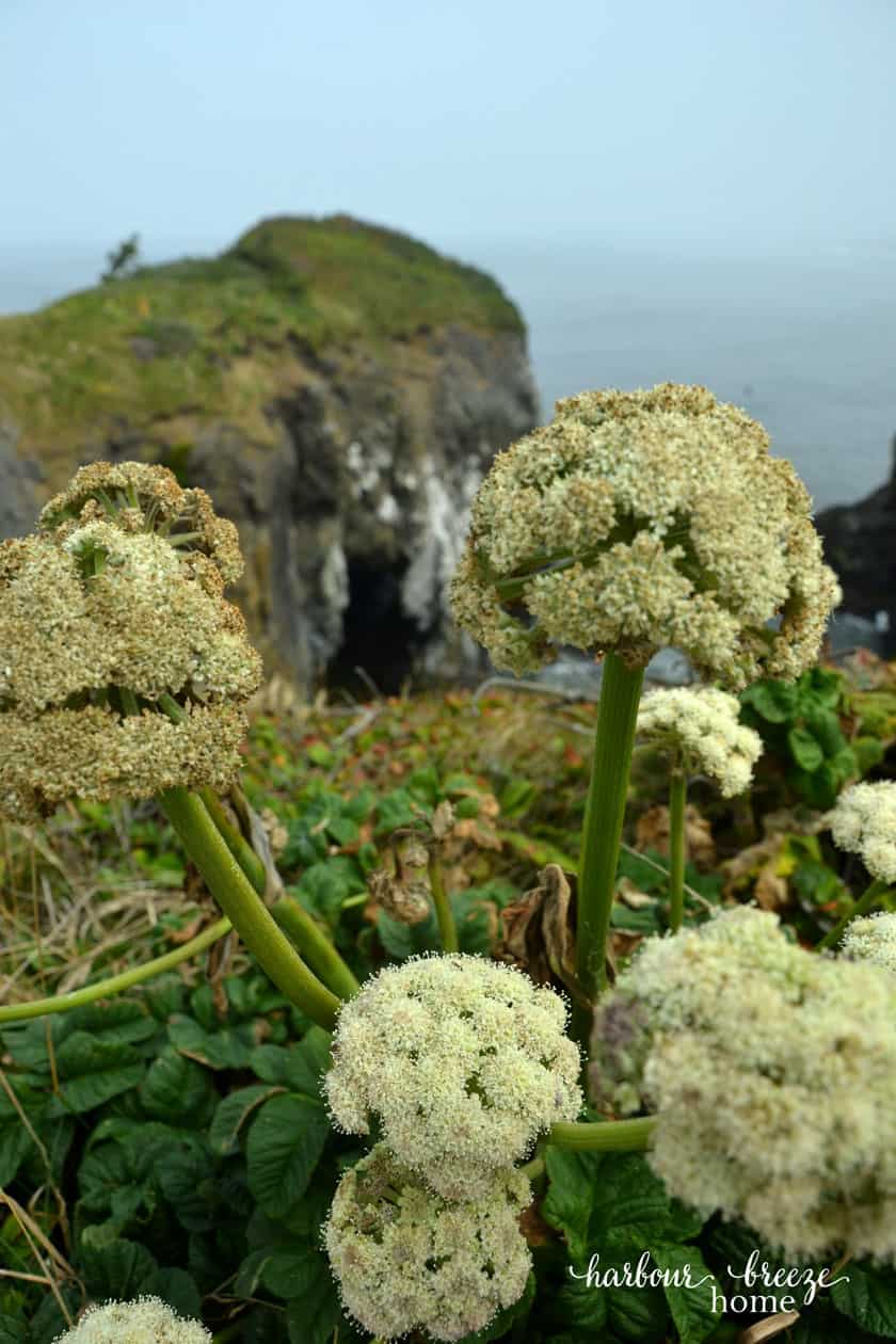 close up of white flowers with the ocean behind
