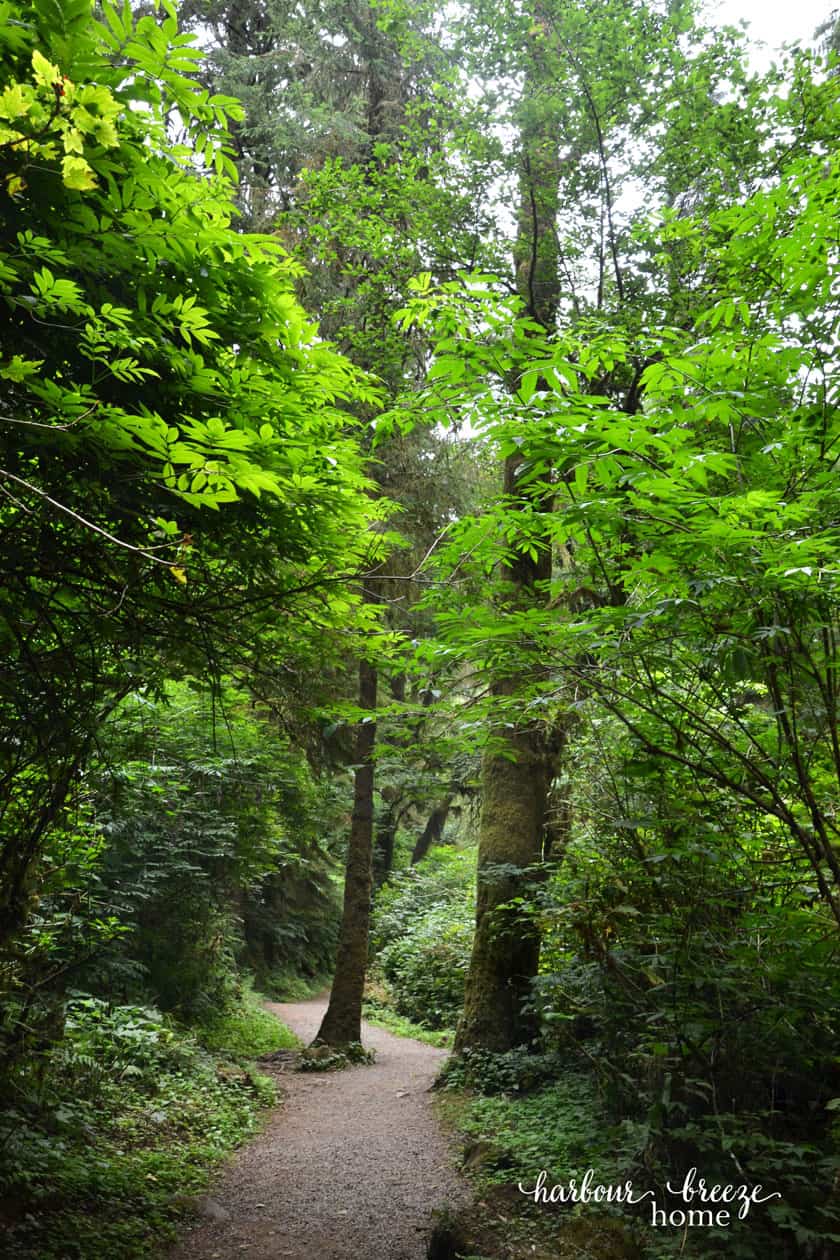 tall trees with a meandering path