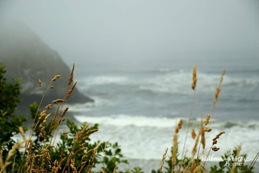 sea grass with the ocean behind