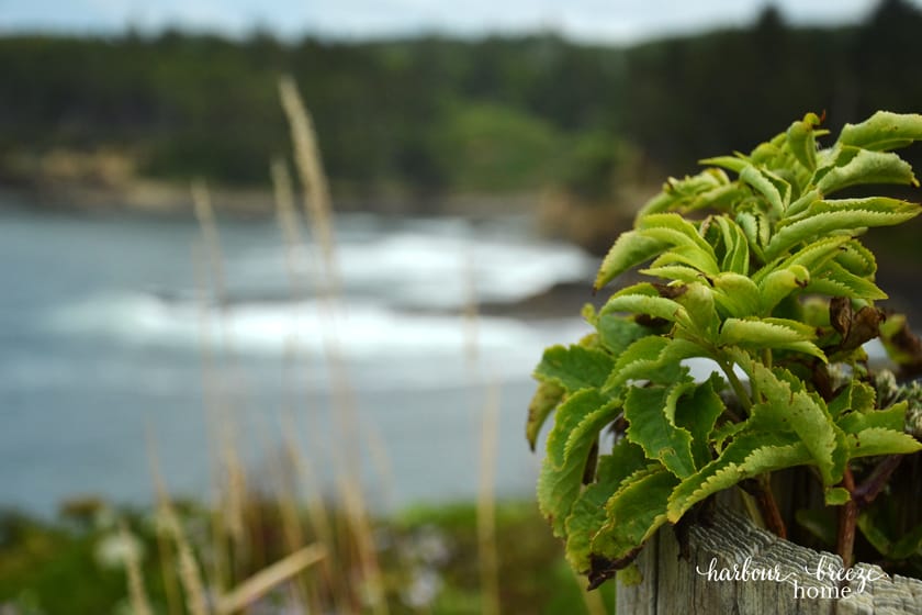 greenery with the ocean behind