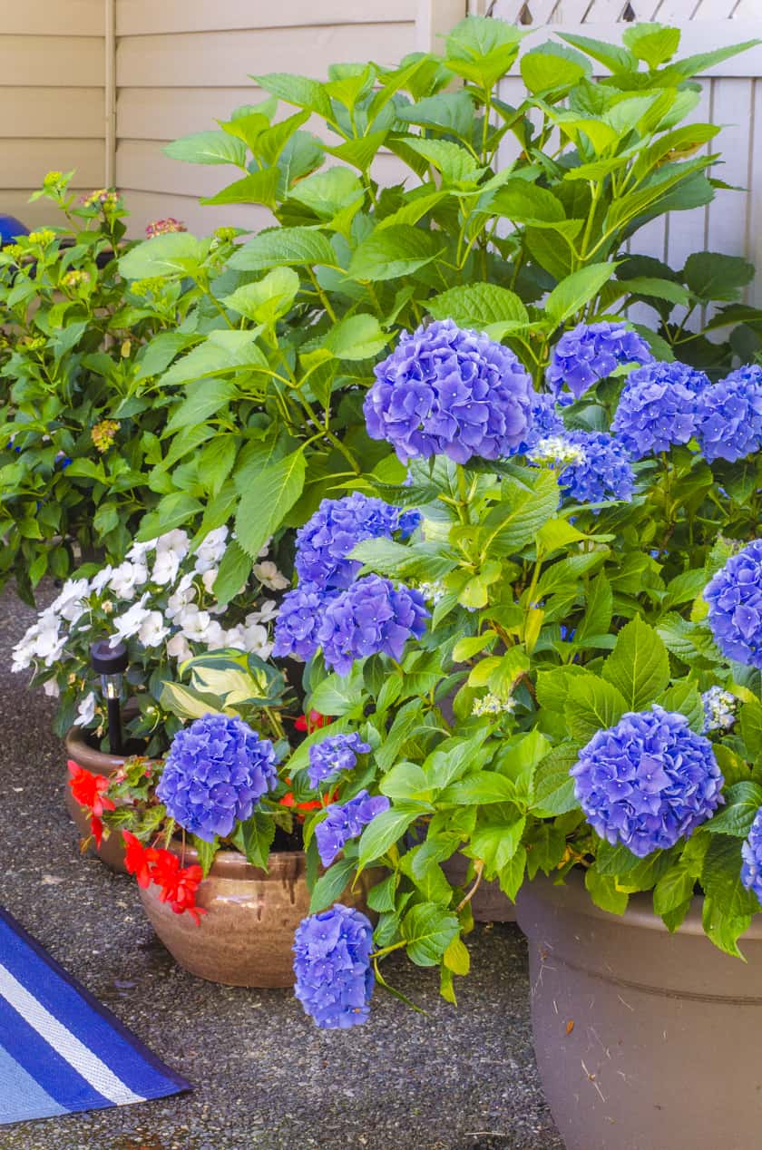Simple Tips for Hydrangea Care in Pots