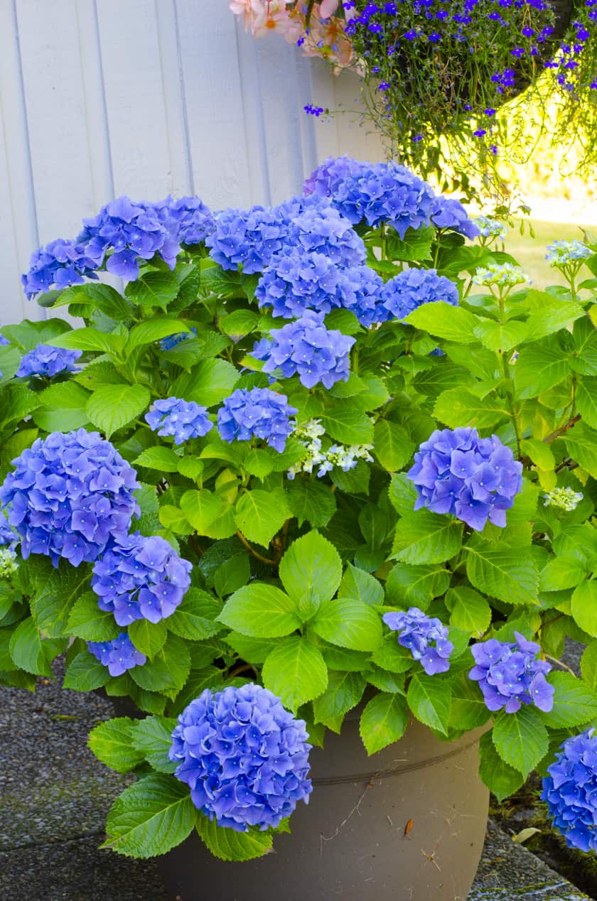 a blooming blue hydrangea in a pot