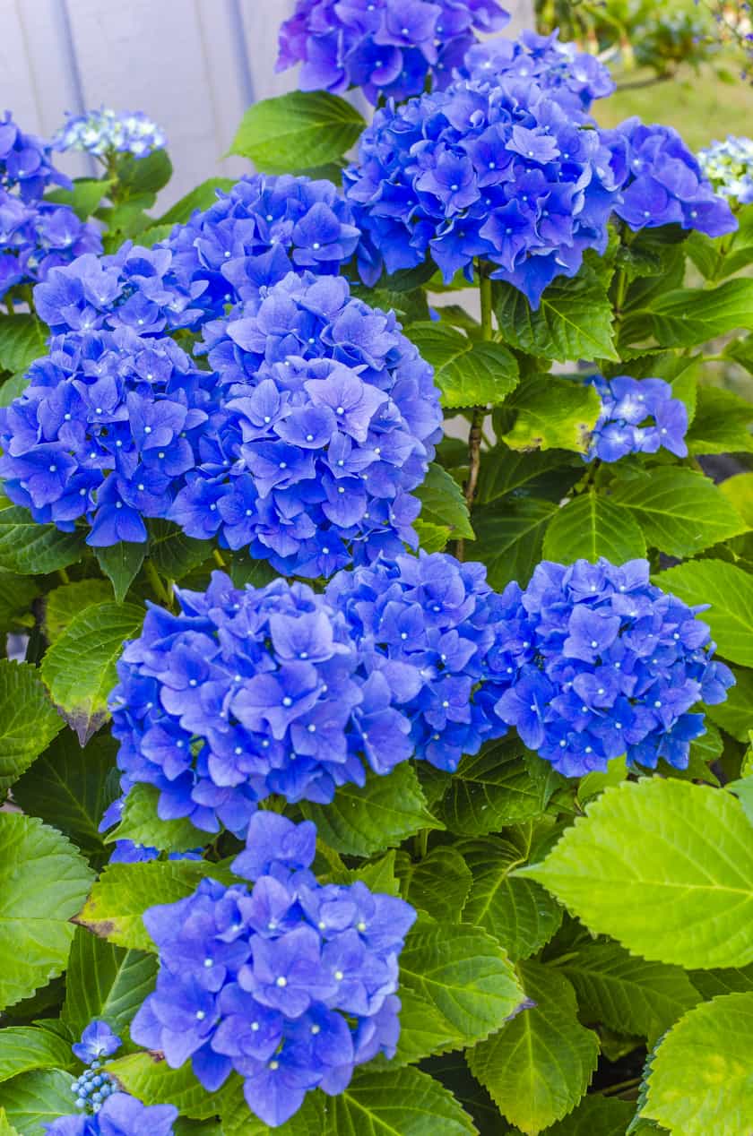 Simple Tips for Hydrangea Care in Pots