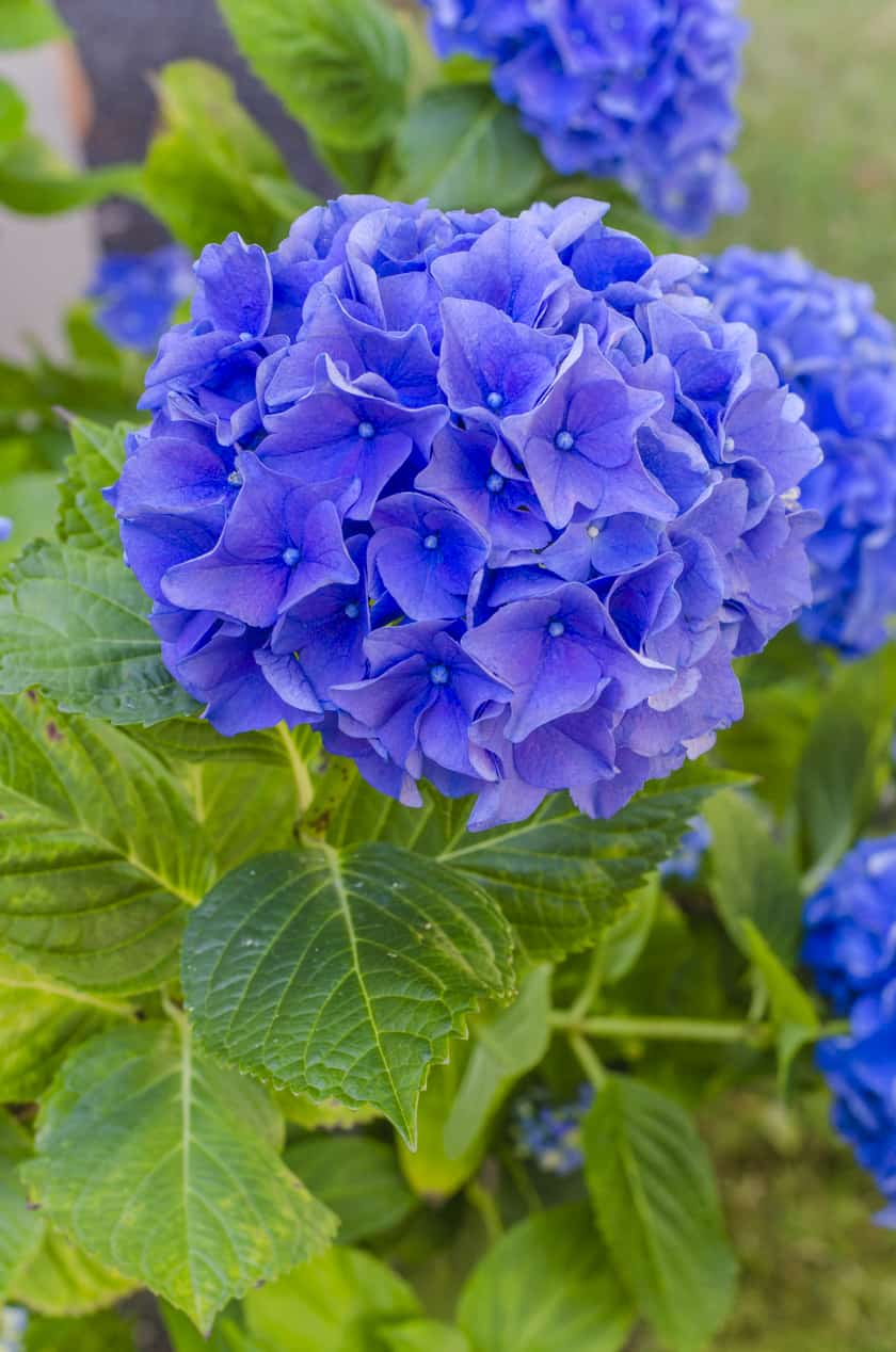 Simple Tips for Hydrangea Care in Pots