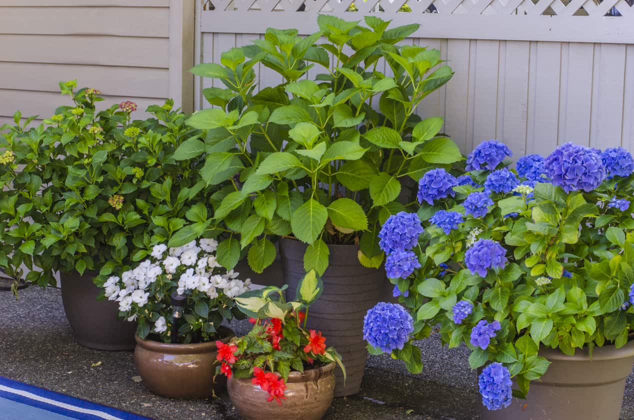 3 hydrangeas on pots sitting on a patio