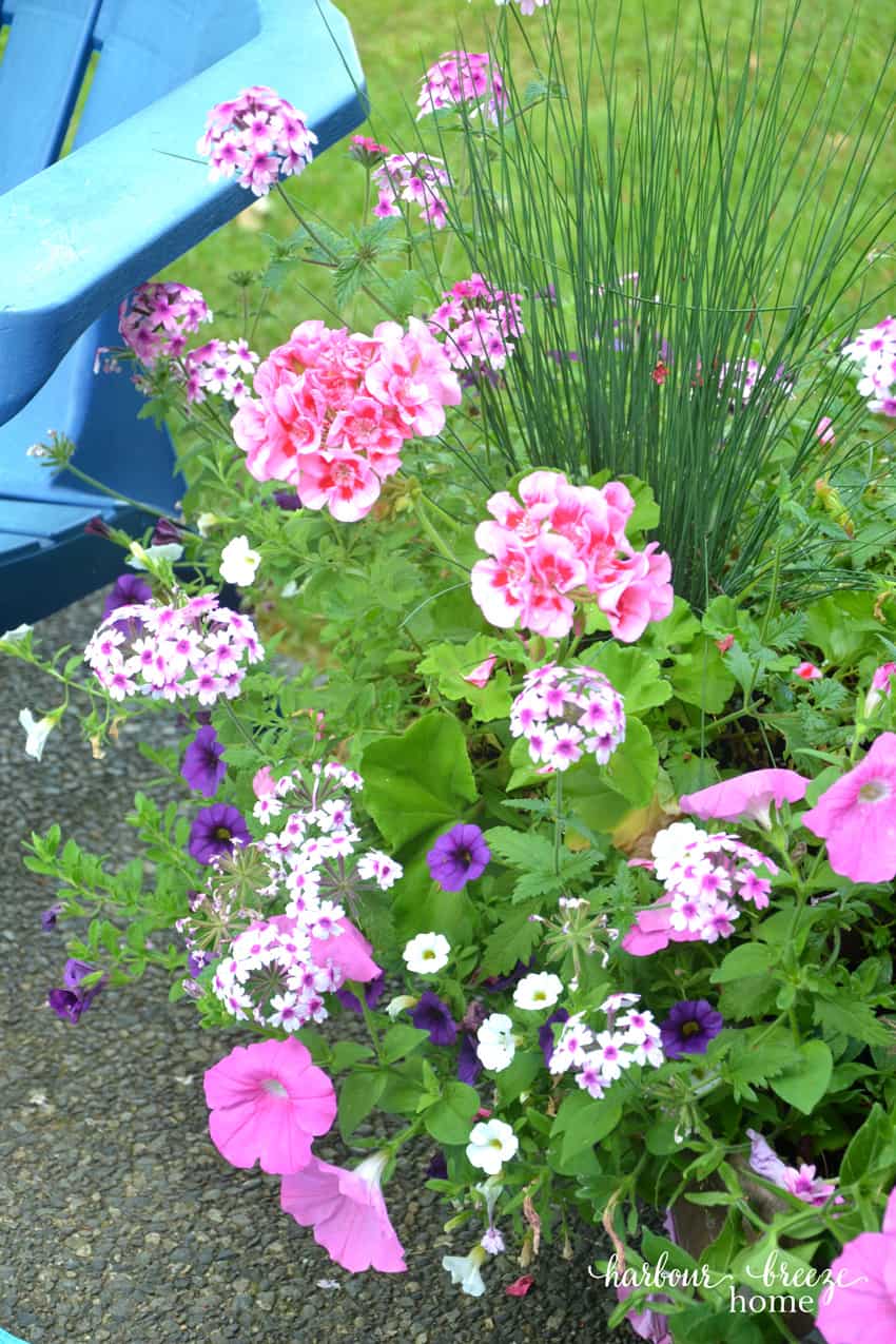 Mid-Summer Flowers