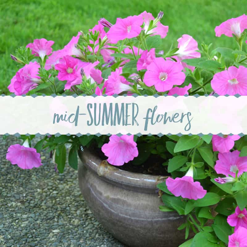 Summer Blooms on the Patio
