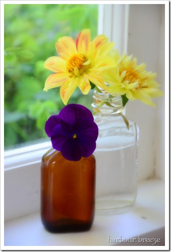 windowsill flowers