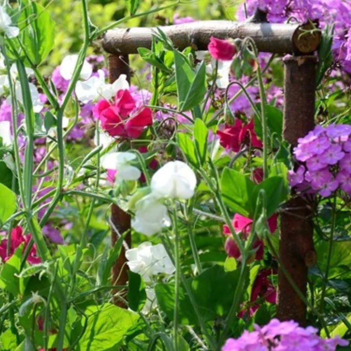 Starting Flower Gardens Simply