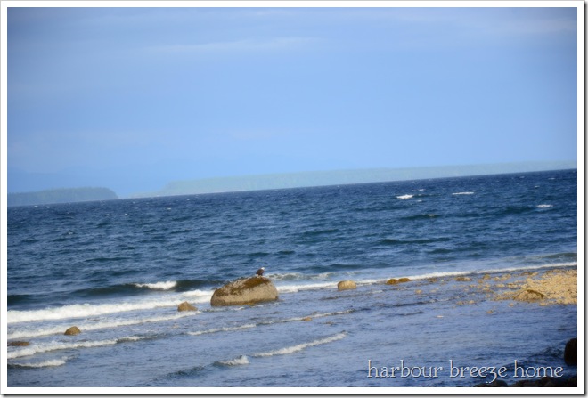 eagle on rock