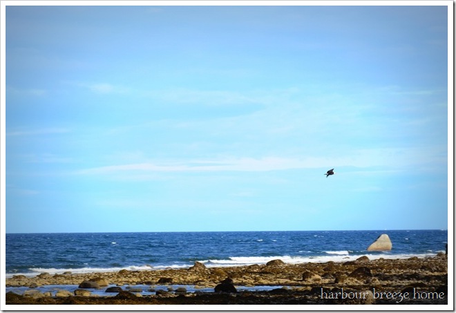 flying eagle