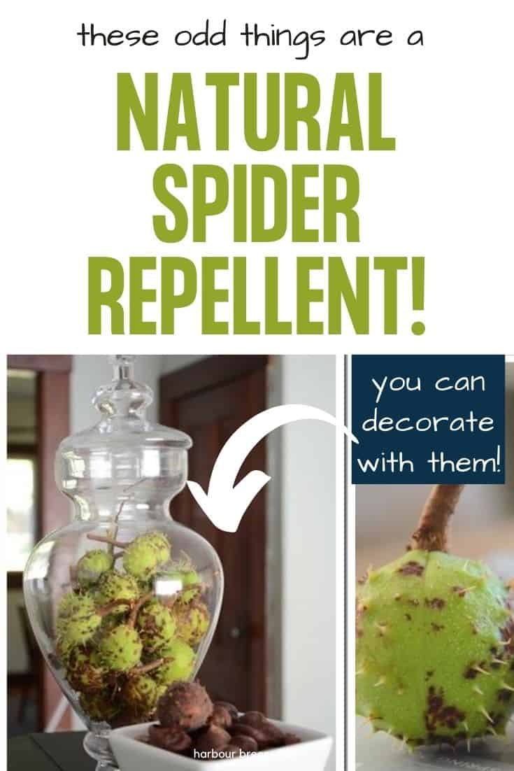 Decorate with this Natural Spider Repellent