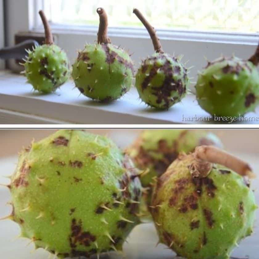 Natural Spider Deterrent for Home Decor