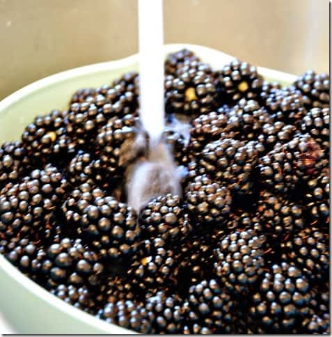 blackberries being rinsed