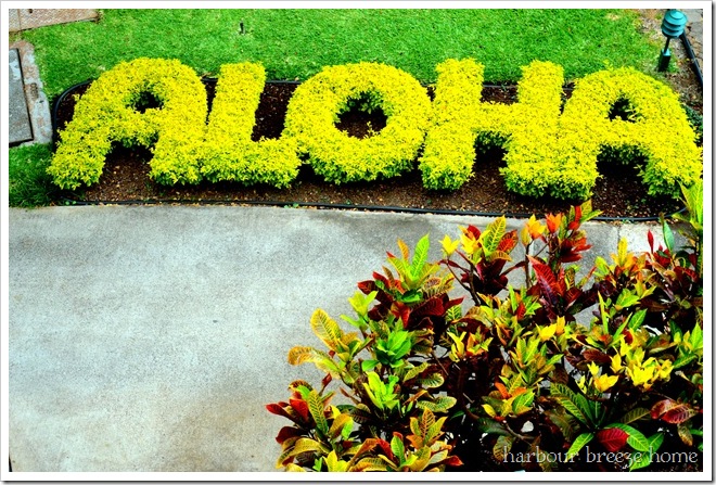 aloha sign